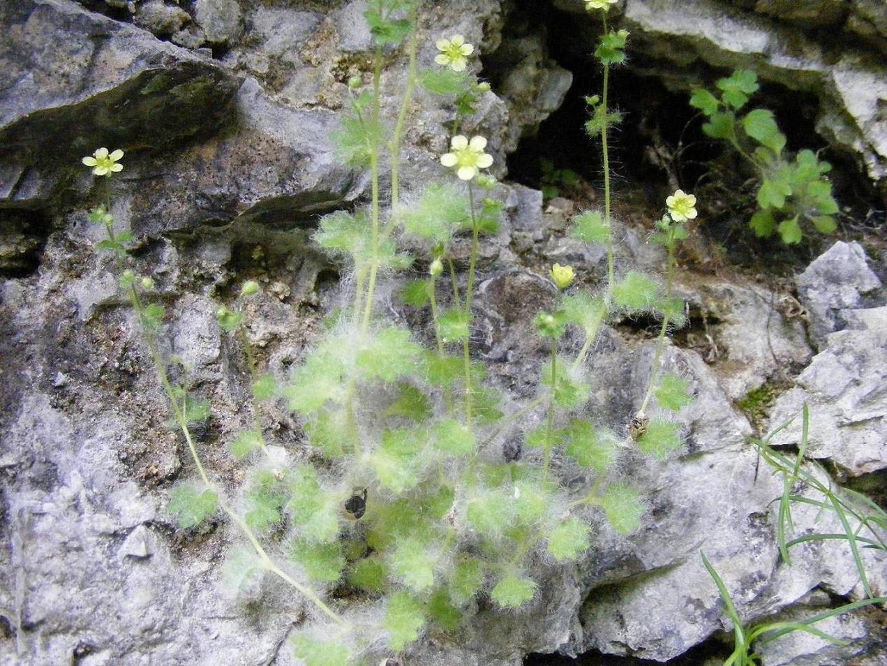 Le rupi fiorite del Garda